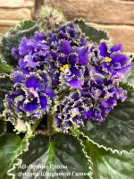 АВ-Летние Грозы (стандарт) (л/ук) - код Ф436