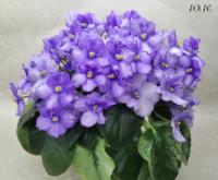 Rоb's Кittеn Саbооdlе (миниатюра) (л/ср) - код Ф666