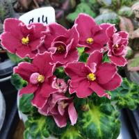 ВаТ-Супер Мама (стандарт) (л/ук) - код Ф814