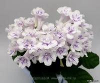 Bristol's Lollipop (Миниатюрный сорт)  (дет) - код С119