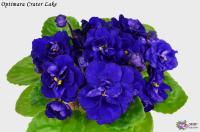 Optimara Crater Lake (стандарт) (л/ук) - код Ф806 **