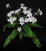 Black Tie Affair (Миниатюрный сорт)  (дет) - код С122