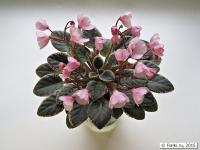 Joy's Pink Halo (миниатюра) (дет) - код Ф903 **