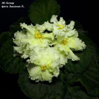 ЛЕ-Оскар (стандарт) (л/ук) - код Ф231 **