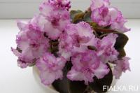 НД-Сонечка (миниатюра) (л/ср) - код Ф938