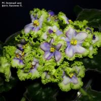 РС-Зеленый мох (стандарт) (л/ук) - код Ф282