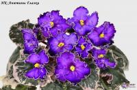 НК-Анютины Глазки (стандарт) (л/ук) - код Ф676 **