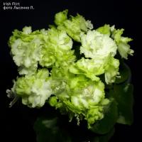 Irish Flirt (миниатюра) (л/ср) - код Ф402