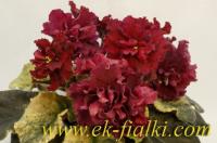 ЕК-Петр Первый (стандарт) (л/ук) - код Ф403 **