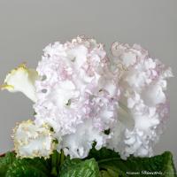 DS-Кассиопея (дет) - код С007