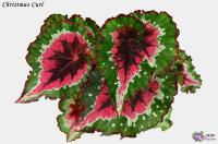 Christmas Curl (л/ср) - код Б136