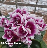 ВВ-Райська Вишня (стандарт) (л/ук) - код Ф1009