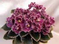 Jolly Frills (миниатюра) (л/ср) - код Ф052 **