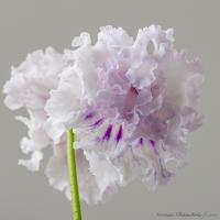 DS-Generously Gifted (дет) - код С170