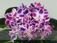 РМ-Волшебное Рождество (стандарт) (л/ук) - код Ф451