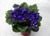 БР-Страдивари (стандарт) (л/ук) - код Ф765