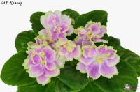 MF-Квазар (стандарт) (новинка 2024) (л/ук) - код Ф1053