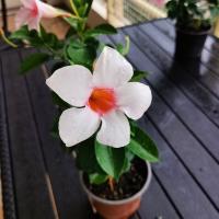 Sundaville Pretty Pink White Blush (укорененный черенок) - код Д001