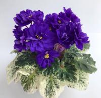 Р-Ее парень (стандарт) (л/ук) - код  Ф237