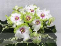 Р-Ярило Люкс (стандарт) (л/ук) - код Ф995