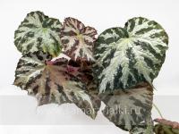 Cigi (л/ср) - код Б014