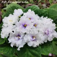 ЛФ-Холодное небо (стандарт) (л/ук) - код Ф021