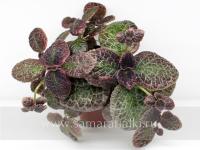 Butternut (сталон срез) - код Э027