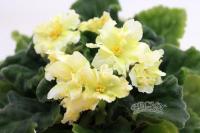 РС-Цыпа (стандарт) (л/ук) - код Ф722