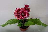 DS-Фортуна (дет) - С144