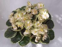 Н-Радость (миниатюра) (л/ср) - код Ф654