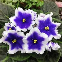 ЛЕКО-Танцы на Воде (стандарт) (л/ук) - код Ф275