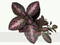 Jim's Rose Garden (сталон срез) - код Э033