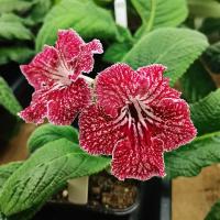 DS-Земляника (дет) - код С003