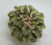 ОЛ-Краски Осени (миниатюра-листовая химера) (п/ук) - код Ф1051