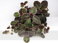 Aloha Mauna Loa (сталон срез) - код Э048