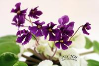 РС-Актинии (миниатюра) (л/ср) - код Ф870 **