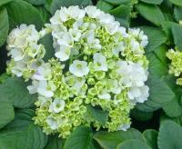 Optimara LooXo Luminous (стандарт) (л/ук) - код Ф103