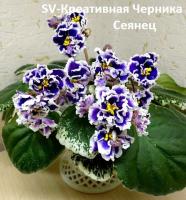 SV-Креативная Черника (стандарт) (л/ук) - код Ф192