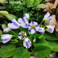 Наш Экипаж (миниатюра-химера) (п/ук) - код Ф062