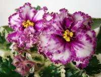 НК-Лепота SP (стандарт) (л/ук) - код  Ф683