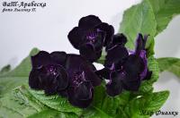 ВаТ-Арабеска (дет) - код С013