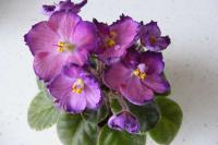 СК-Соблазн (миниатюра) (л/ср) - код Ф039 **