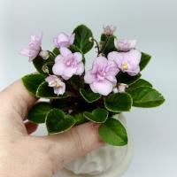 НЛ-Днепровские Зори (миниатюра) (л/ук) - код Ф590