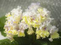 Dem-Кульбаба (дет) - С167