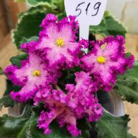 NiK-Любовный Напиток (стандарт) (л/ук) - код Ф519