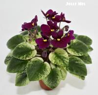 Jolly Mel (миниатюра) (л/ср) - код Ф149 **