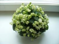 РС-Зимний Цветок (трейлер) (л/ук) - код Ф918 РС-Зимний Цветок (трейлер) (л/ук) - код Ф918