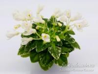 Н-Утреняя Роса (миниатюра) (л/ср) - код Ф861