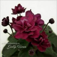 Jolly Texan (миниатюра) (л/ср) - код Ф132