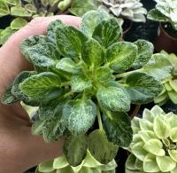 Шалений Бембі (листовая химера-трейлер) (п/ук) - код Ф294